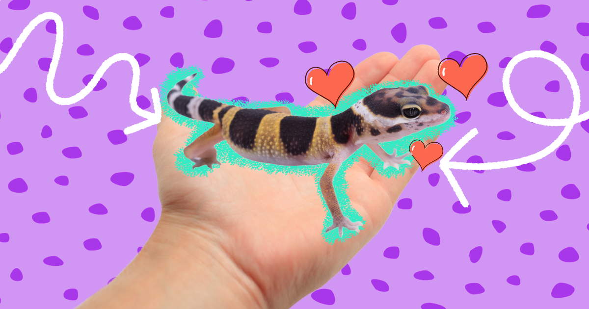 Best gecko to have as hot sale a pet