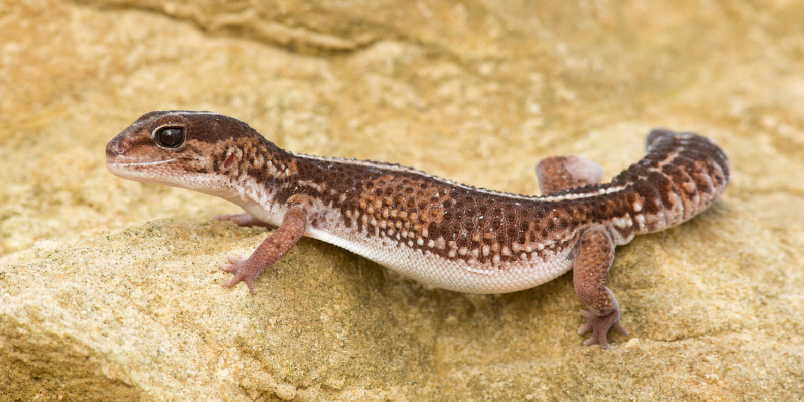 Geckos As Pets: What You Should Know Before Adopting One - DodoWell ...