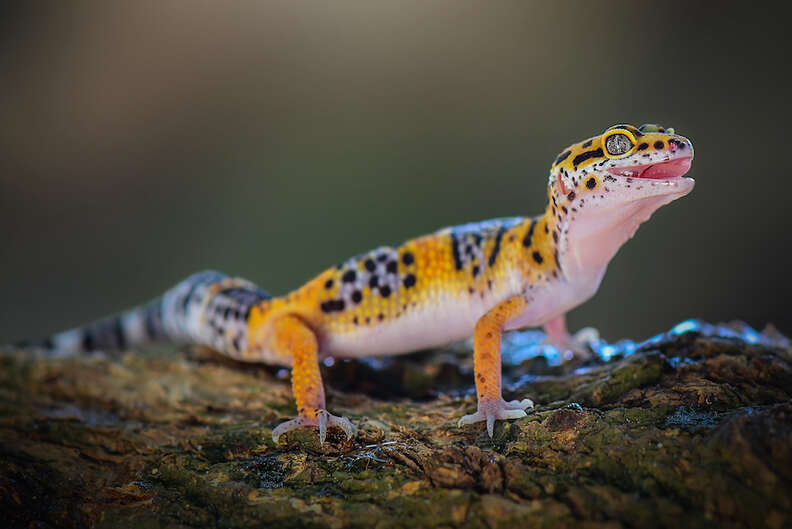 A best sale pet gecko