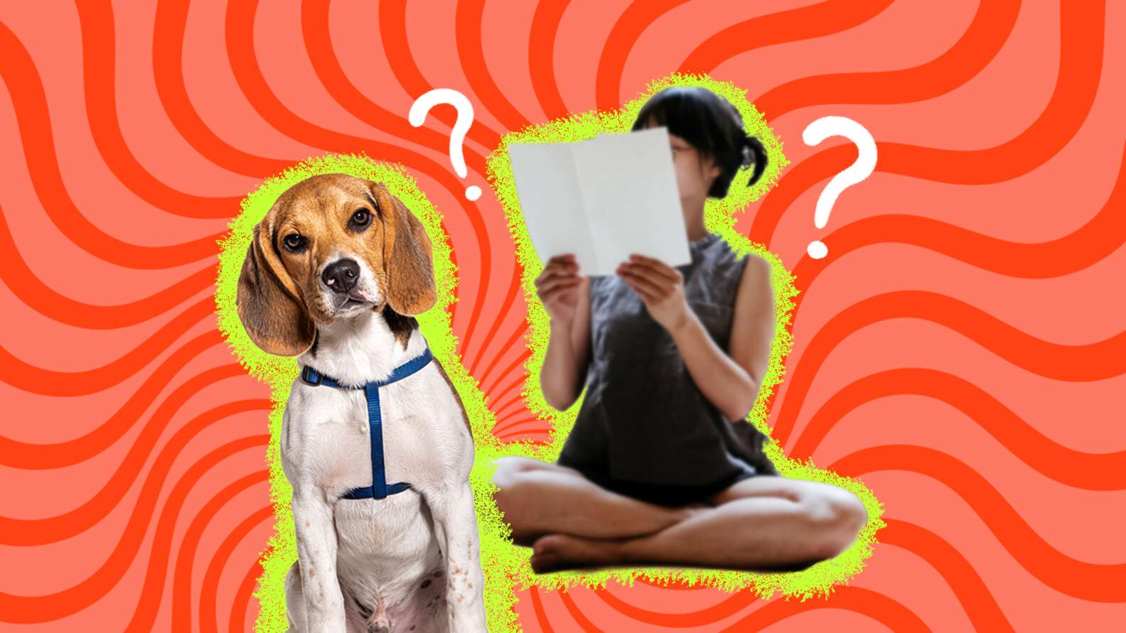 How To Put On A Dog Harness Step By Step Directions From An Expert how-to-put-on-a-dog-harness-step-by-step-directions-from-an-expert