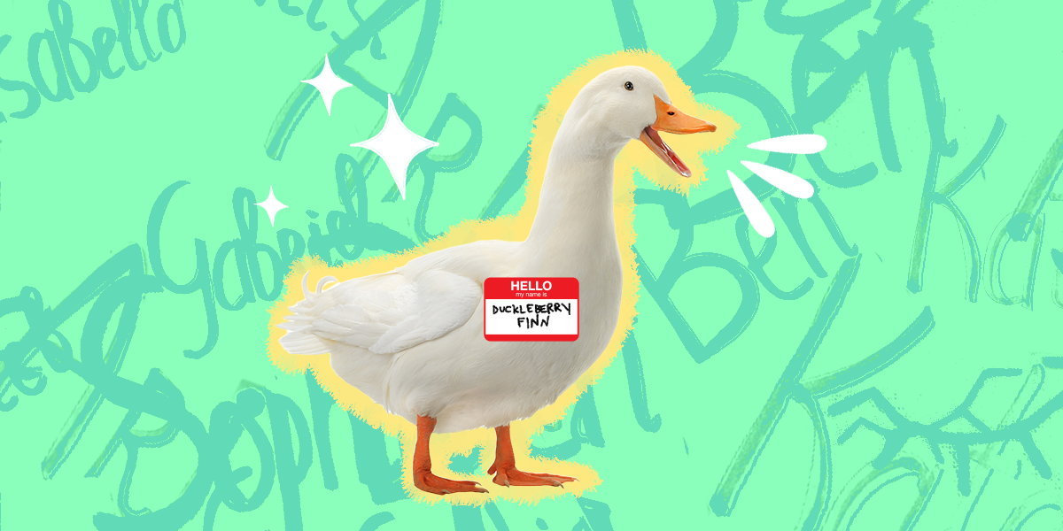 50 Duck Names That Are Perfect For Your Beaked Buddy - DodoWell - The Dodo