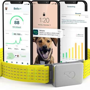 Whistle GPS + Health + Fitness - Smart Dog Collar