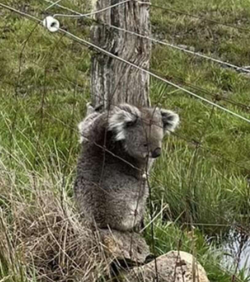 koala on fencepost