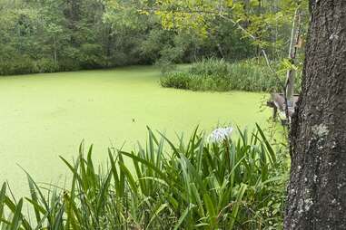 Armand Bayou Nature Center