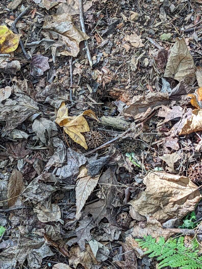 hidden chipmunk