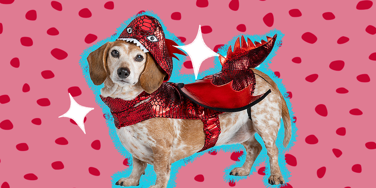 Dog Dragon Costume The 6 Best Options For Halloween 2022 DodoWell