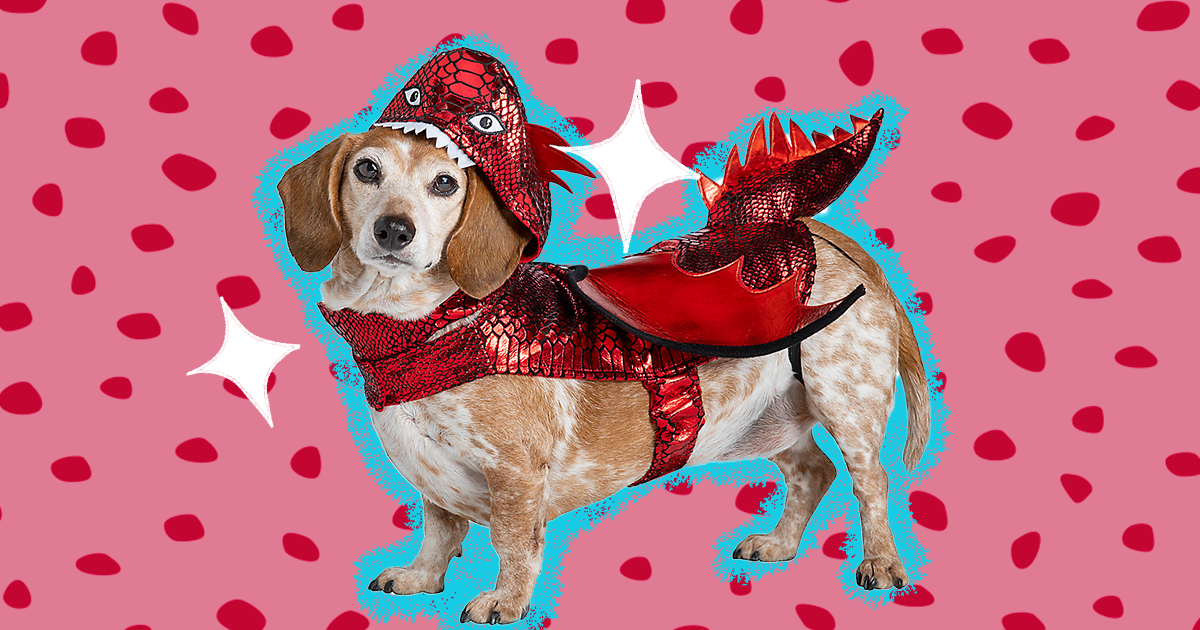 Dog Dragon Costume The 6 Best Options For Halloween 2022 DodoWell The Dodo