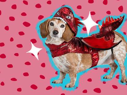 dog wearing dragon costume