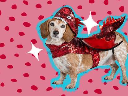 Dragon outfit top for dog