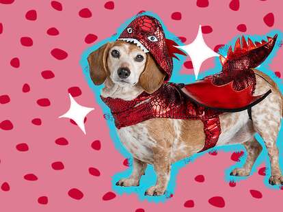 Dog shop dragon costume