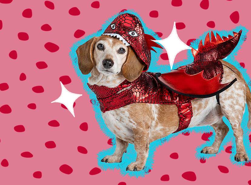 16 Dog And Owner Halloween Costumes That Match - DodoWell - The Dodo