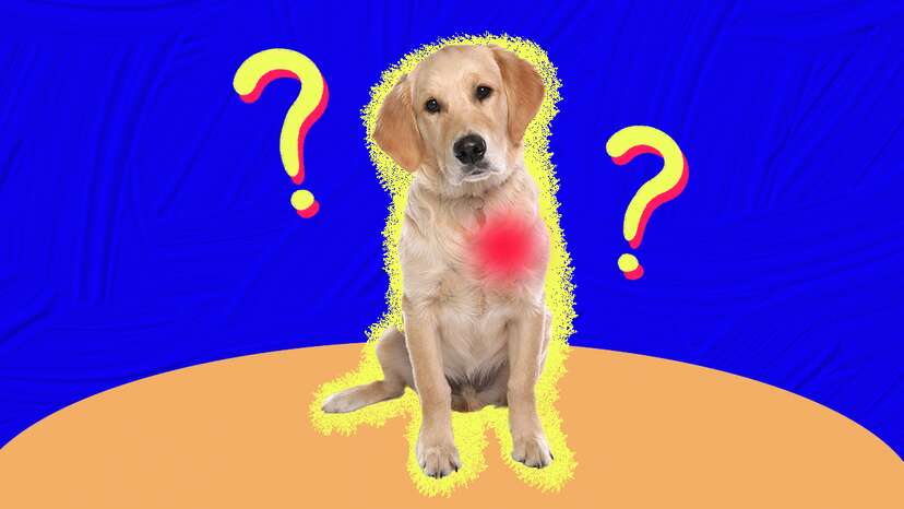 Heart Murmur In Dogs A Vet Expert Explains What You Need To Know DodoWell The Dodo