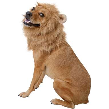 Dog Lion Costume: The 5 Best Options For Halloween 2022 - DodoWell - The  Dodo