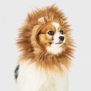 Another adorable lion mane option: Hyde & EEK! Boutique Lion Ruff Headwear Dog Costume