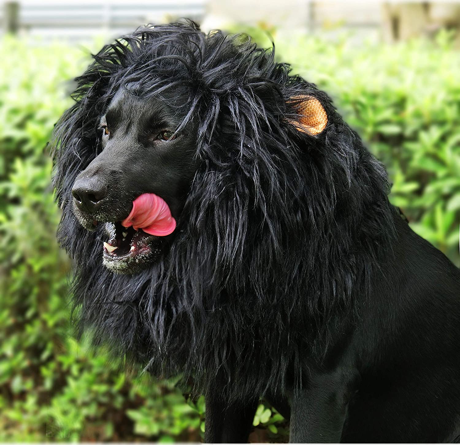 Lion dog outlet costume