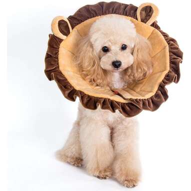 Lion mane sale dog cone