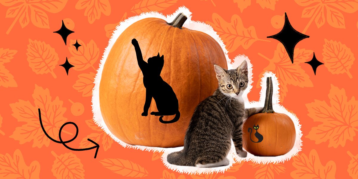 Top 10 Friendliest Cat Breeds — Pumpkin®