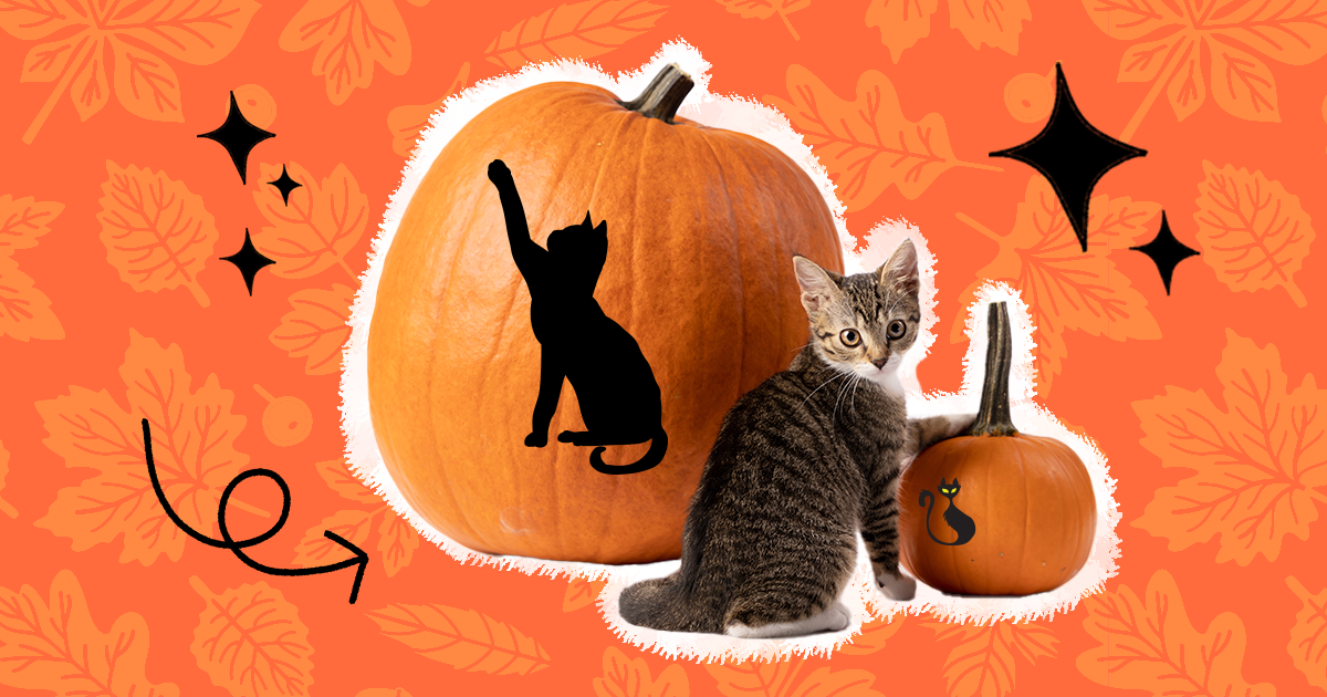 easy cat pumpkin carvings