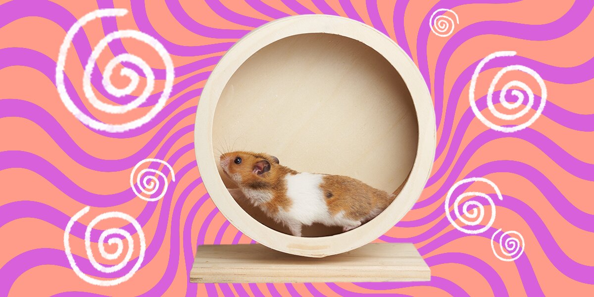 How to put a hamster wheel on the clearance cage