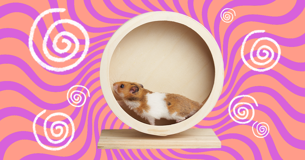 Hamster Wheel: The 6 Best Options And Advice From A Vet - DodoWell - The  Dodo