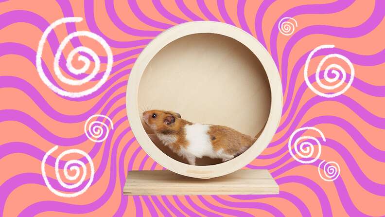 Hamster toy outlet on wheels