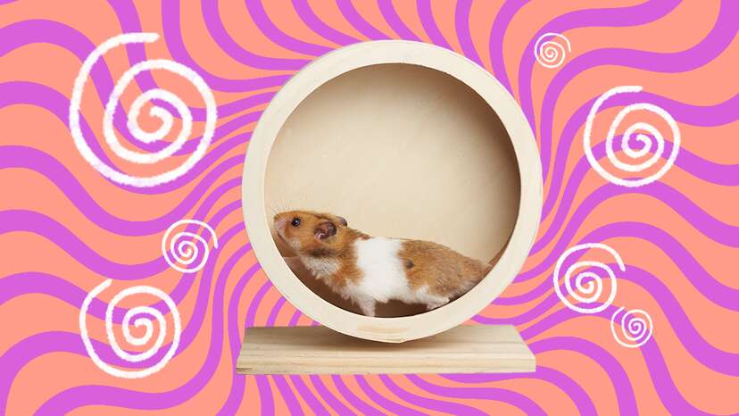 How Long Do Hamsters Live? A Hamster Rescue Expert Weighs In - DodoWell -  The Dodo