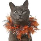 This collar that isn’t exactly subtle: Frisco Halloween Cat Collar Ruffle Accessory