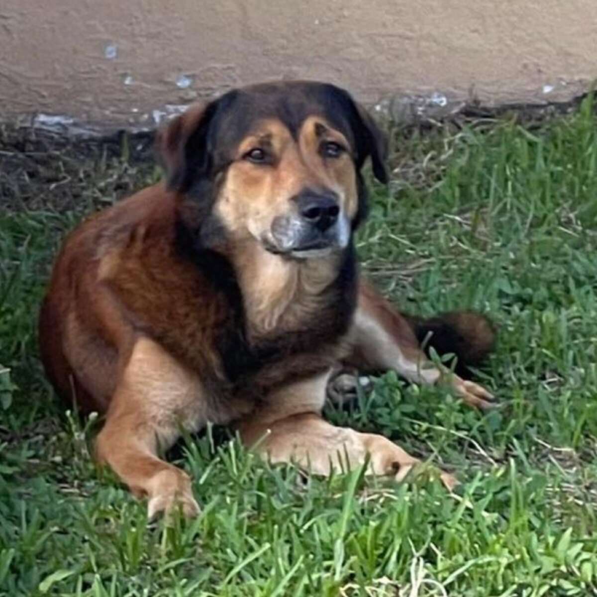 Loyal Dog Stands Guard For Over A Month Outside Home Where He Last Saw ...