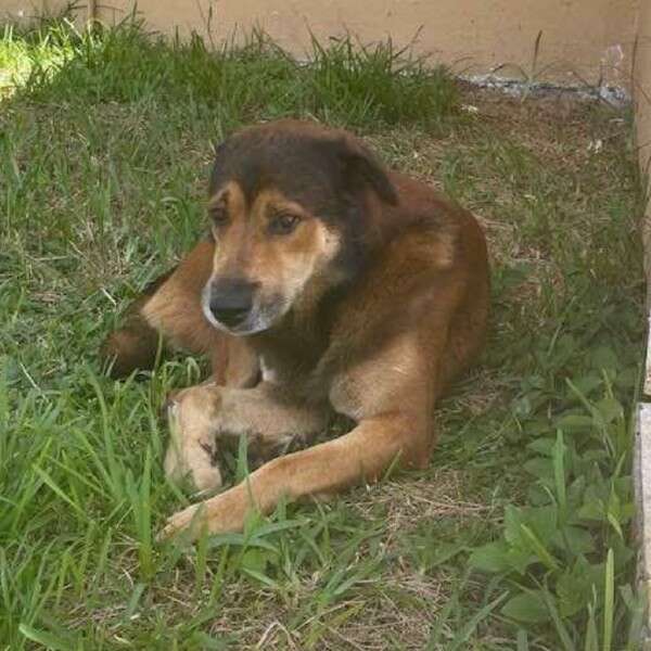 dog in yard