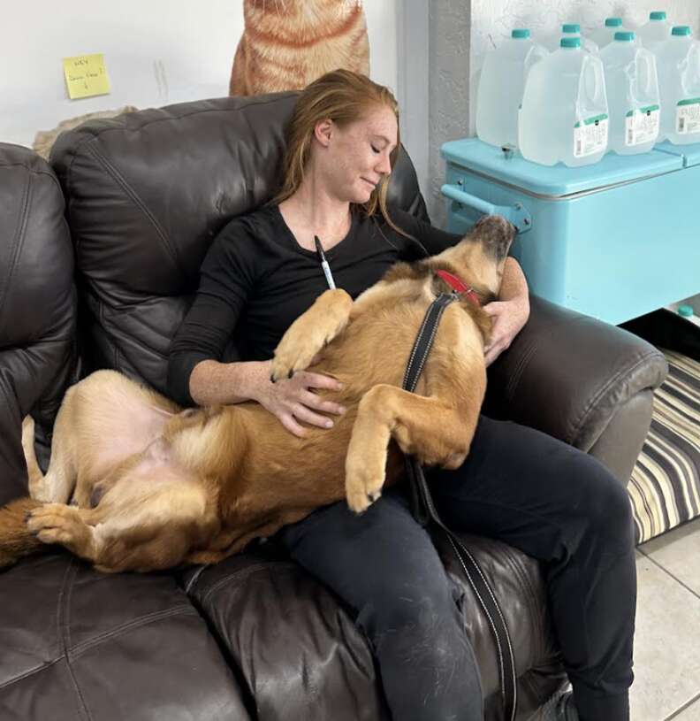 dog relaxes in woman's lap 