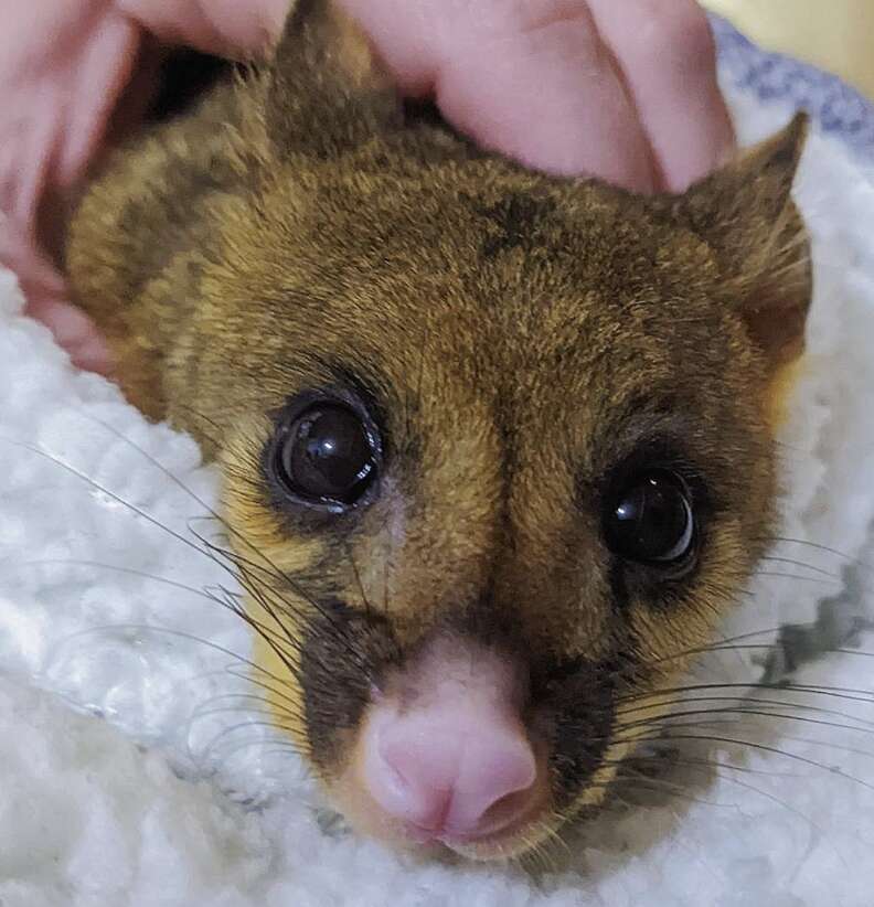 possum
