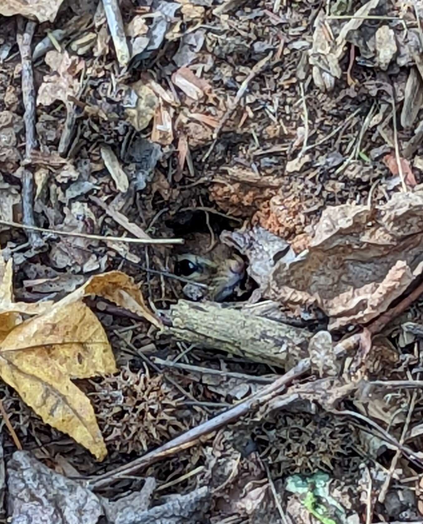 hidden chipmunk