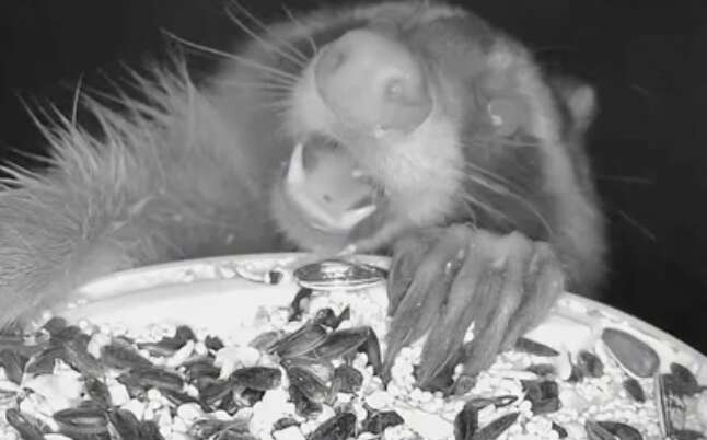 A racoon eats from a bird feeder.