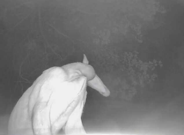 An unknown animal is captured on camera.