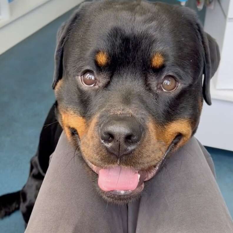 A Rottweiler leans his chin on his mom's leg.