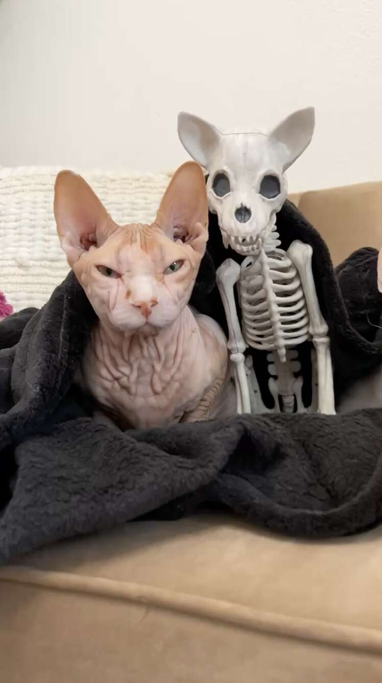 naked cat and halloween decoration