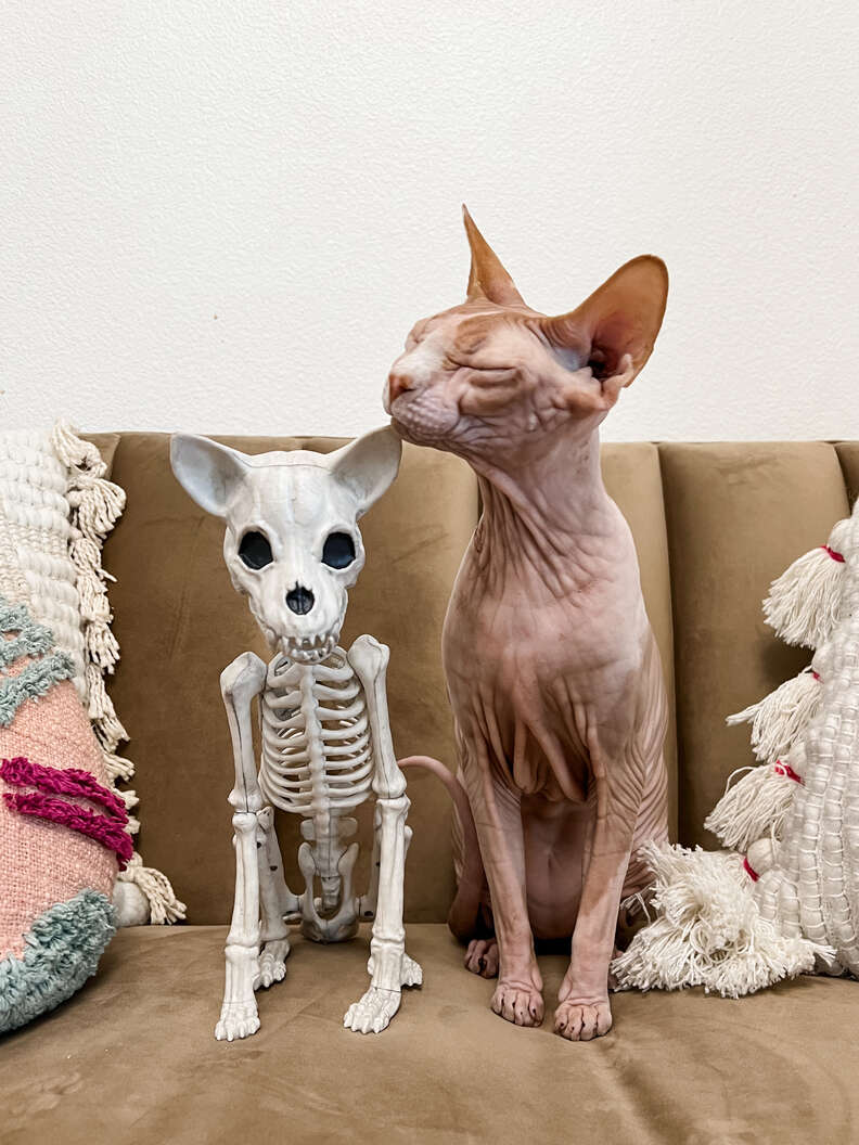 naked cat and halloween decoration