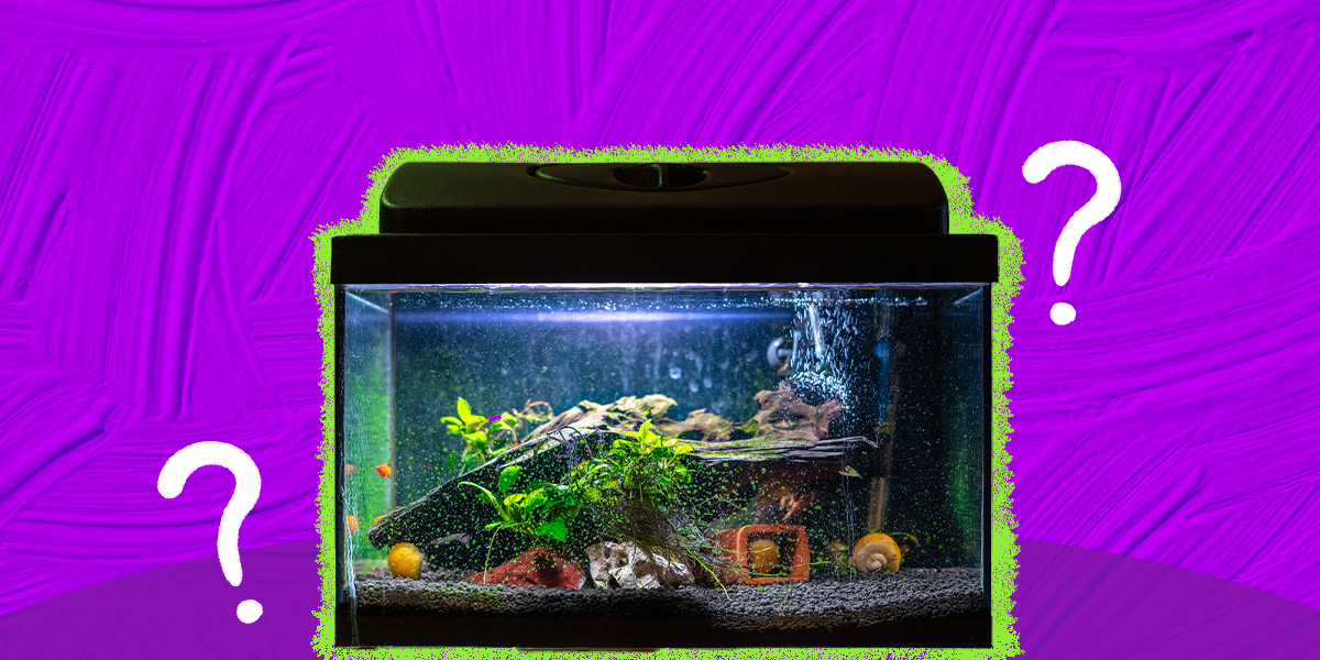 The 7 Best Options For Your New Aquatic Pet - DodoWell - The Dodo