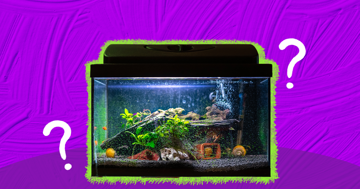 17 Best Freshwater Aquarium Fish. Fish are friends, and maybe your