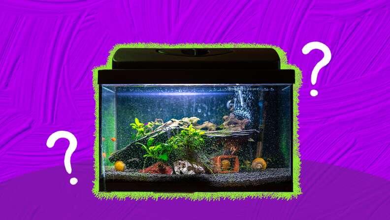 Premium acrylic water garden fish tank that grows food best sale