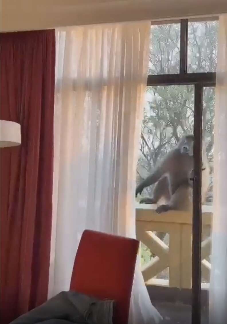 Woman Wakes Up To Find A Baboon Casually Hanging Out In Her Room - The Dodo