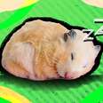 do hamsters hibernate