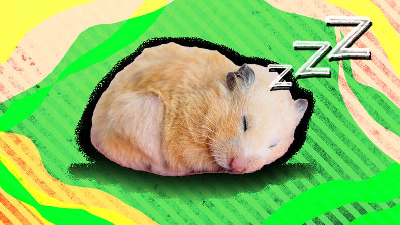 Dehydrated hamster best sale