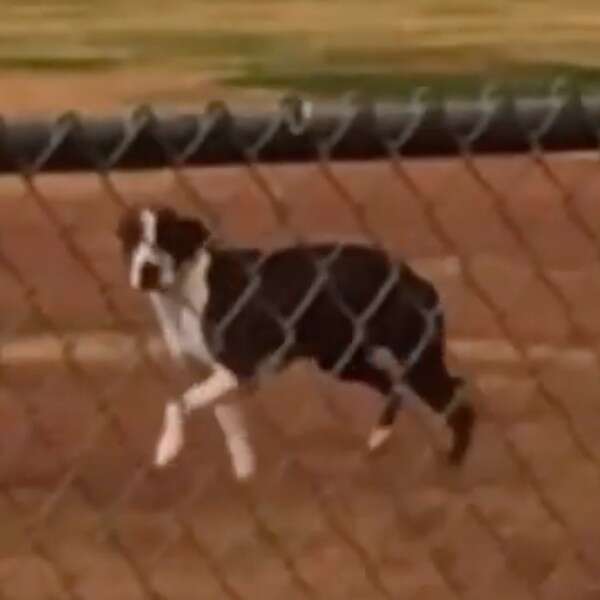 dog behind fence 