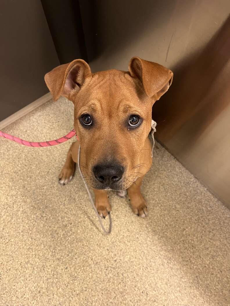 A sad puppy looks up at the camera.