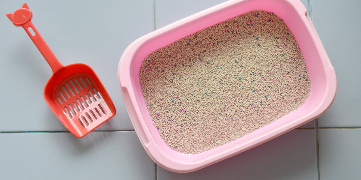 Cat litter trays in schools: The 'purrplexing' urban myth that refuses to  go away