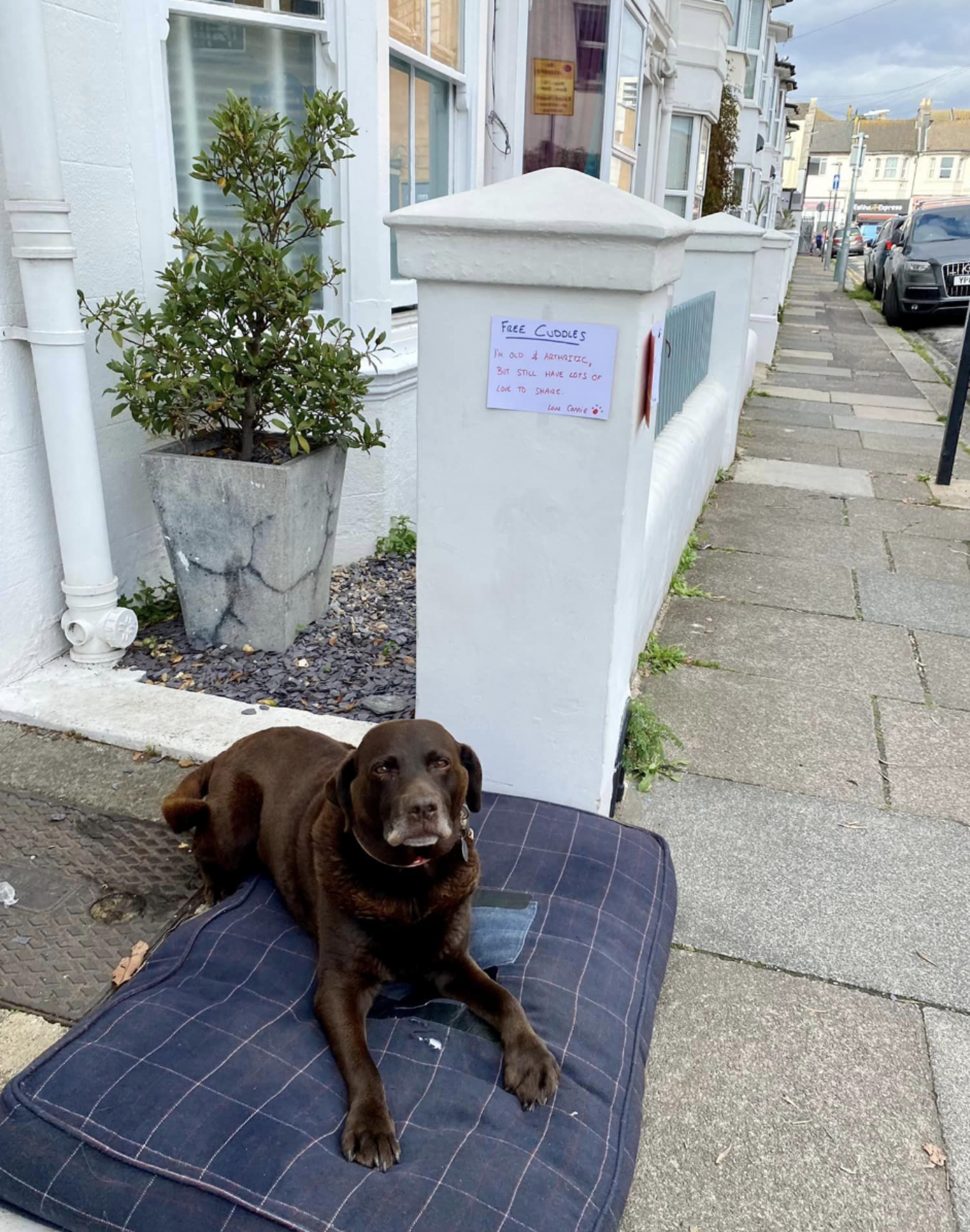 Woman Finds Senior Lab Sleeping Outside With A Sweet Note Taped Above ...