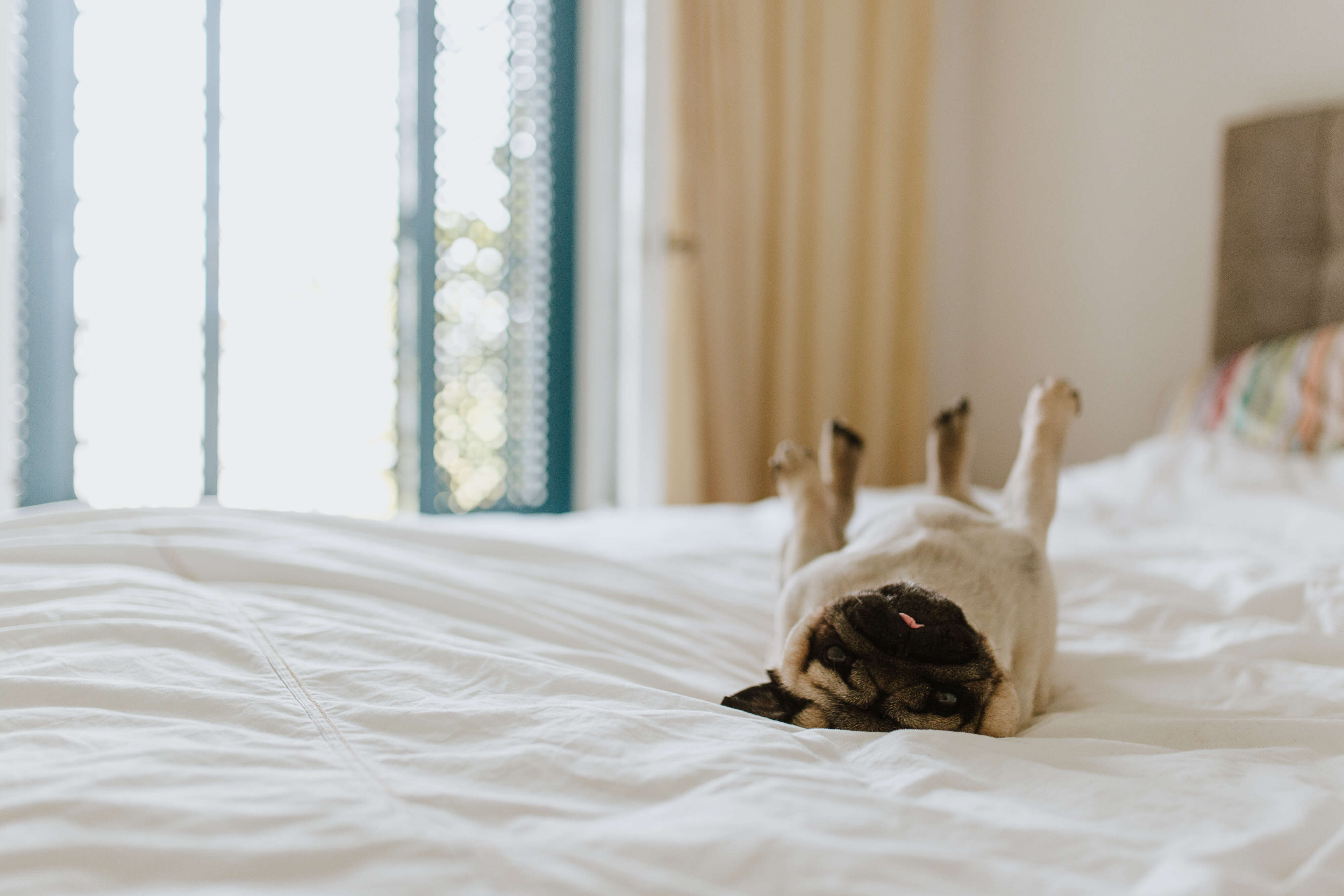 From Pandemic Pet to Travel Buddy: How Hotels Are Wooing Furry Friends