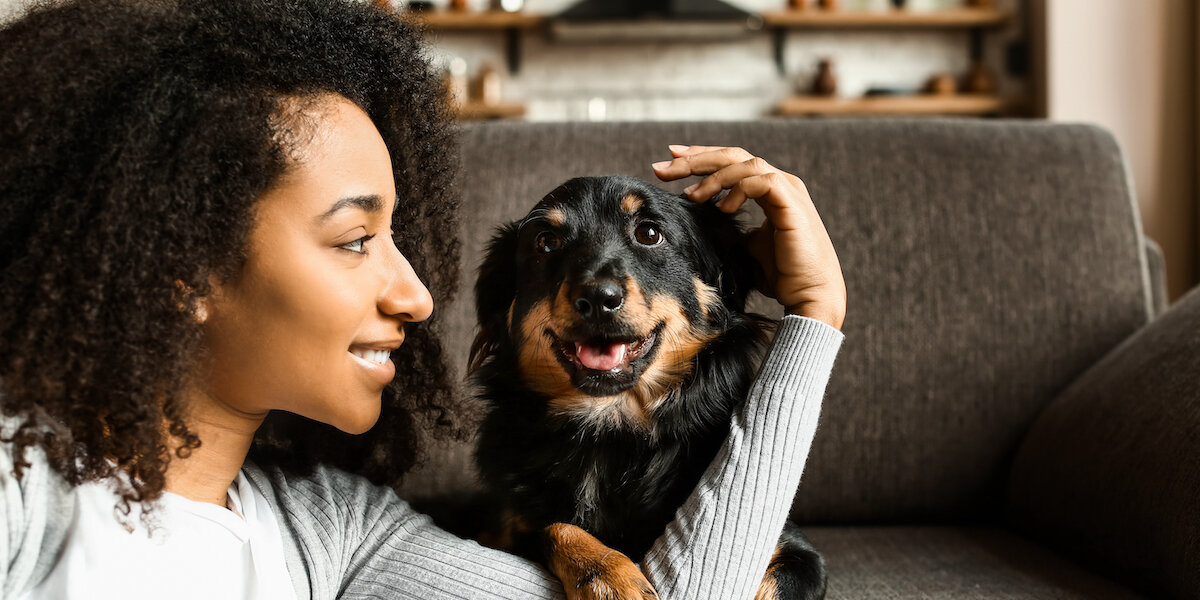 Anxious dogs can improve their memory by chewing on toys, study suggests