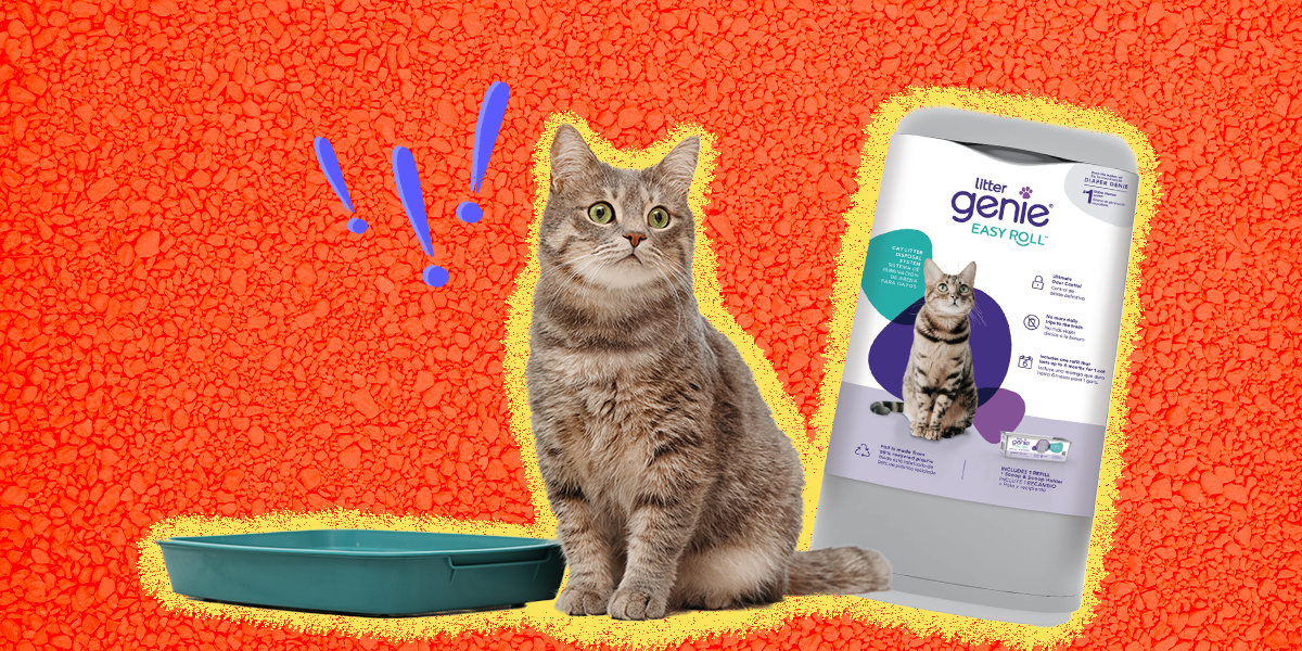 7 Litter Box Supplies To Keep Your Home Smelling Fresh DodoWell The